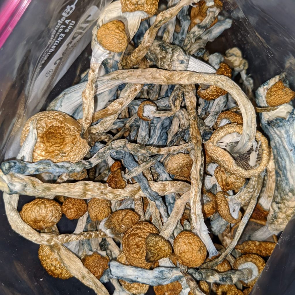 Golden Dried Teacher Mushroom