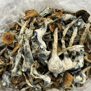 Golden Teacher Mushrooms