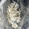 Penis Envy Albino Shrooms